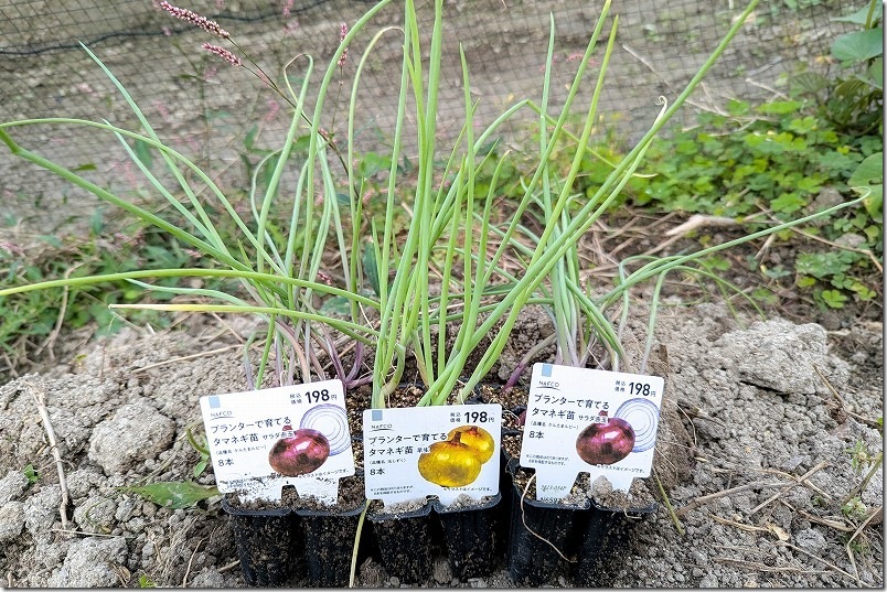 ケルたまルビー（赤玉ねぎ）と玉しずく（極早生）の特徴。198円の8連結パック苗ナフコ