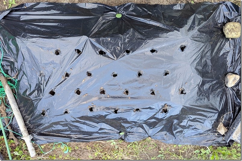 玉ねぎの植え付け｜マルチに植え付け｜玉ねぎの苗