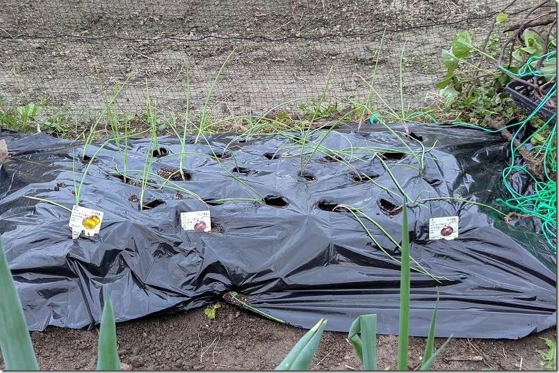 10/27 ケルたまルビーと玉しずくの玉ねぎ植え付け