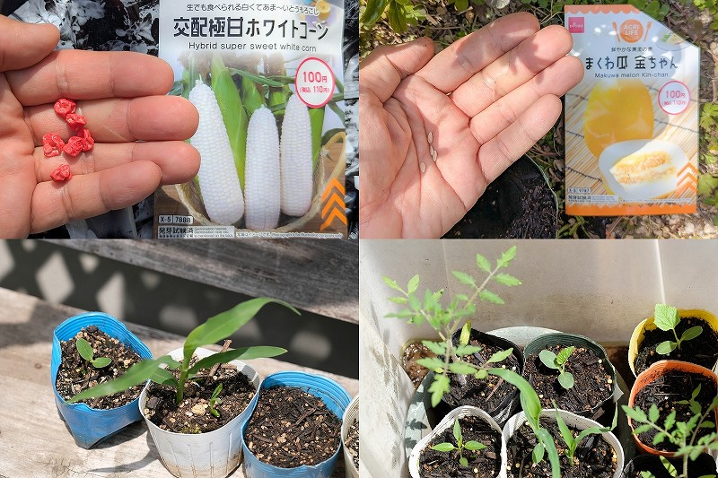 【100均種】交配極甘ホワイトコーンとまくわ瓜金ちゃんの種まき・発芽記録｜ピュアホワイトSPと金太郎の温度管理と発芽結果