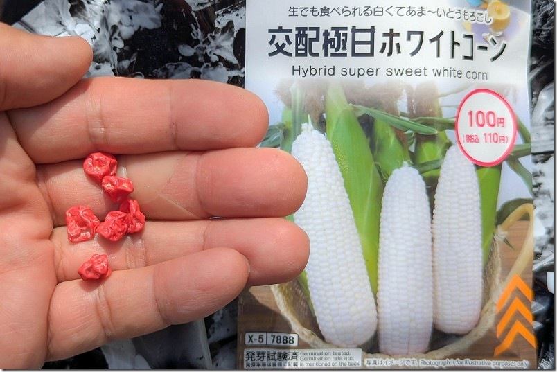 交配極甘ホワイトコーン（ピュアホワイトSP）の100均（ダイソー）の種
