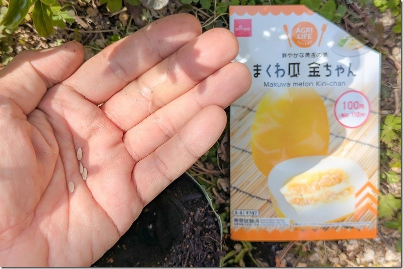 まくわ瓜 金ちゃん（金太郎）の100均（ダイソー）の種