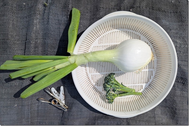 4月 玉しずく（極早生）の収穫、純白でみずみずしい