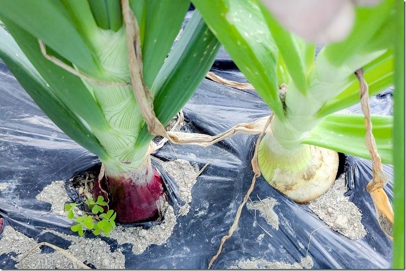 4/7 ケルたまルビーのお試し収穫と玉しずくの収穫