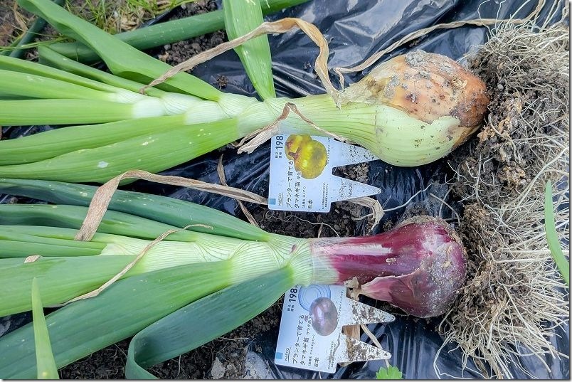 4月 ケルたまルビーのお試し収穫と玉しずくの収穫サイズ