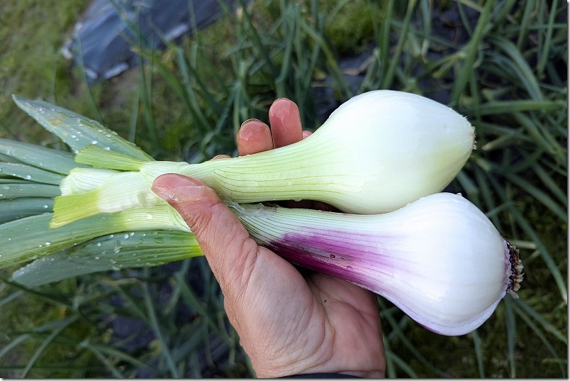 4月 ケルたまルビーのお試し収穫と玉しずく収穫して一皮剥いてみた姿