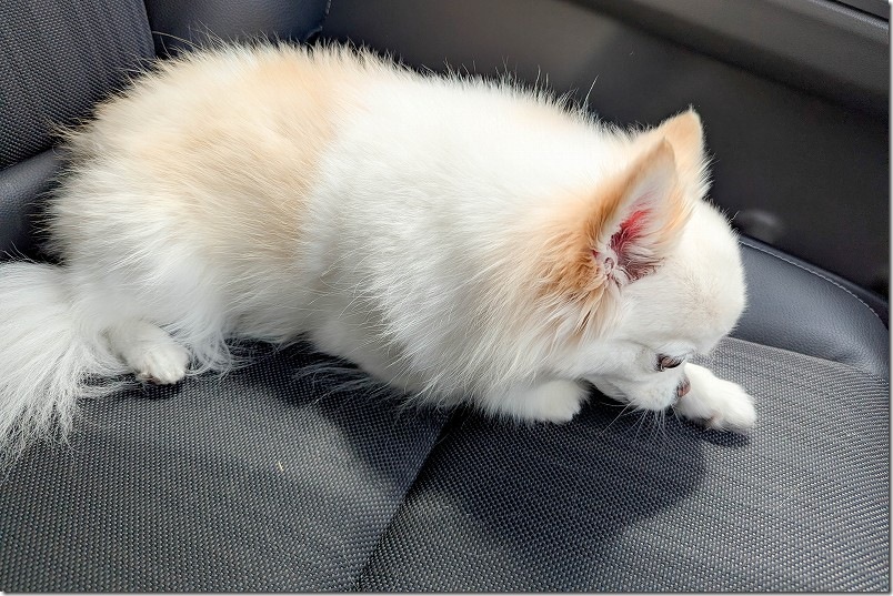 犬の7種混合ワクチンと副反応止めステロイドの注射後の様子 犬の7種混合ワクチンと副反応止めステロイドの注射後の様子