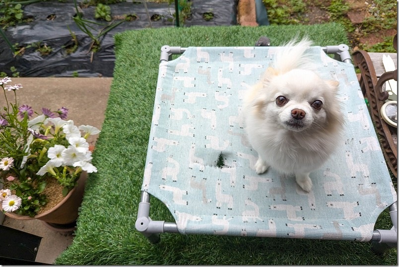 犬用のベット（ハンモック風）の耐久性｜屋外で2シーズン