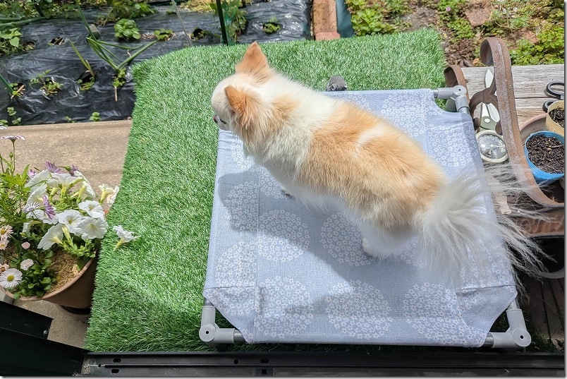 犬用のベット（ハンモック風）の耐久性｜屋外で2シーズン