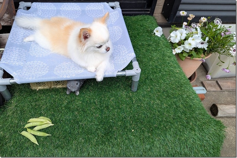 再構築した犬用ベットでたたずむ、こむぎ（チワワ・犬）