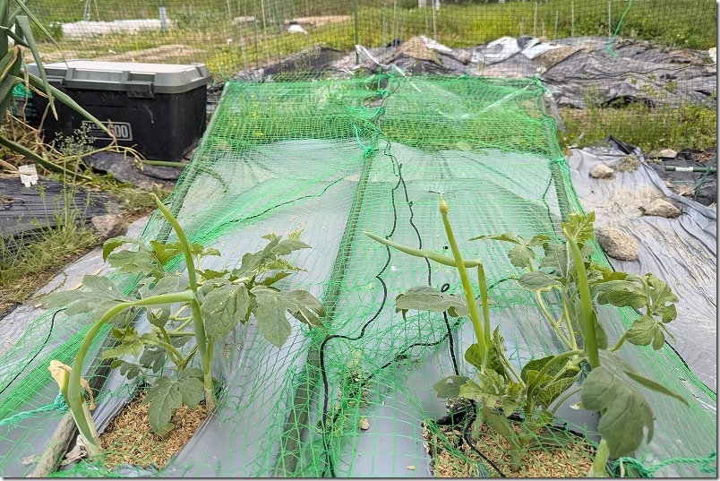 支柱の上に100均ネットを敷いてスイカのツルを絡ませる