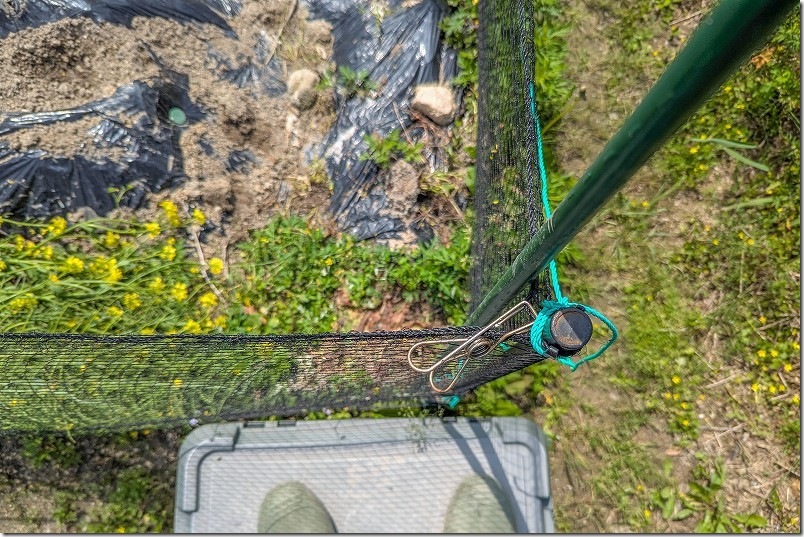 サツマイモの垂直栽培準備｜支柱立て