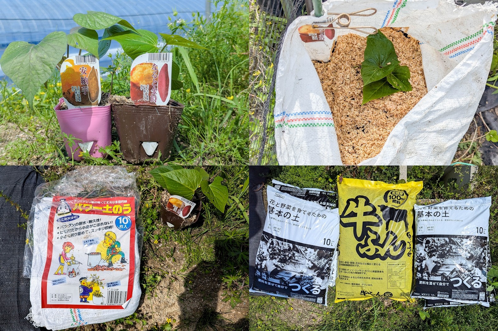 【2026年】サツマイモの土嚢袋栽培｜垂直仕立てで省スペース栽培【安納芋・なると金時の特徴比較】