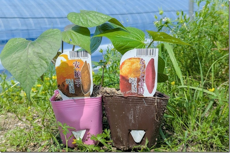 サツマイモ栽培の苗 158円｜食感も収穫スペースや収穫時期も異なる「安納芋」と「なると金時」を2種類