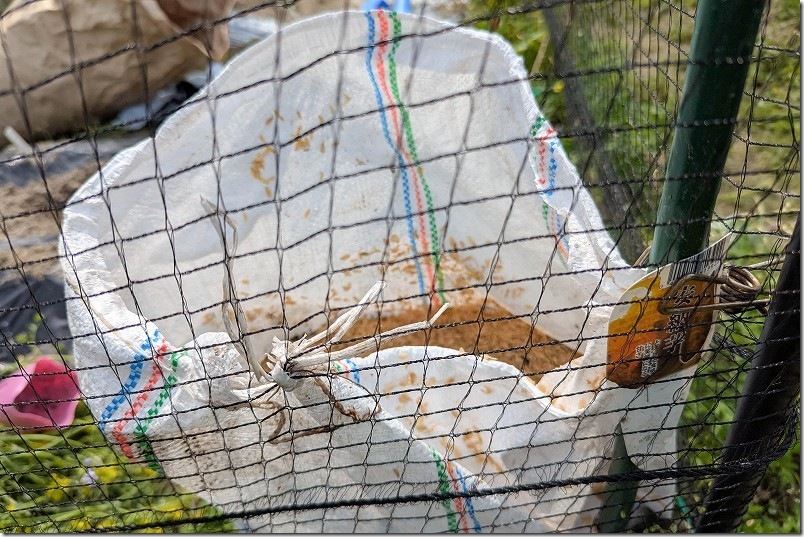 サツマイモ栽培｜土嚢袋栽培で固定