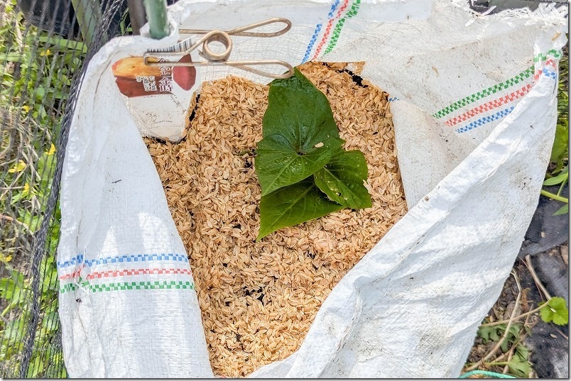サツマイモの植え付け｜浅めの寝かせ植え（水平植え）
