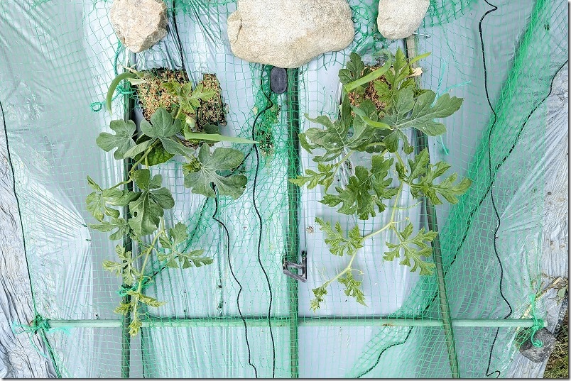 支柱の上に100均ネットを敷いてスイカのツルを絡ませる