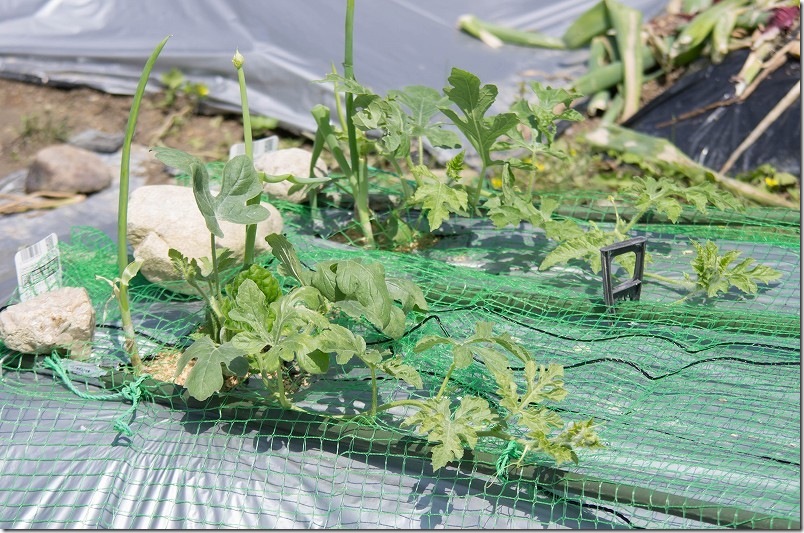 【2026年】小玉スイカ栽培｜100均ネットで地這い栽培＆4月下旬の防寒撤去・摘芯タイミング