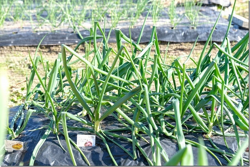 1/6 ケルたまルビーと玉しずくの玉ねぎ植え付け約2ヶ月後