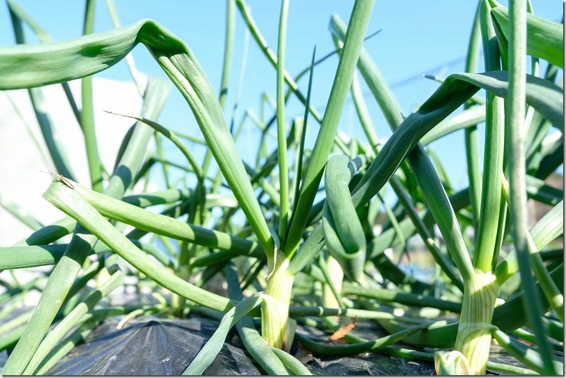 1/6 ケルたまルビーと玉しずくの玉ねぎ植え付け約2ヶ月後の生育状況