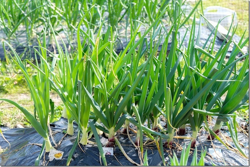 3/12 ケルたまルビーと玉しずくの玉ねぎ植え付け約4ヶ月半後の生育状況