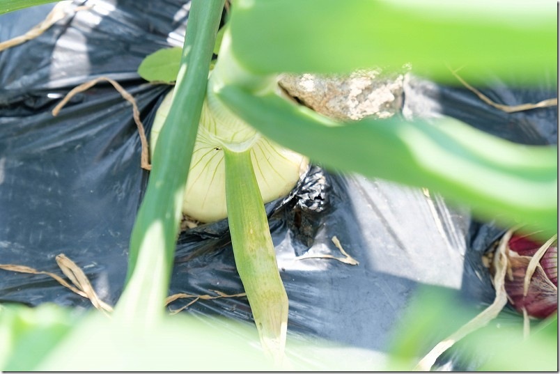 3月 玉しずくの玉ねぎサイズ