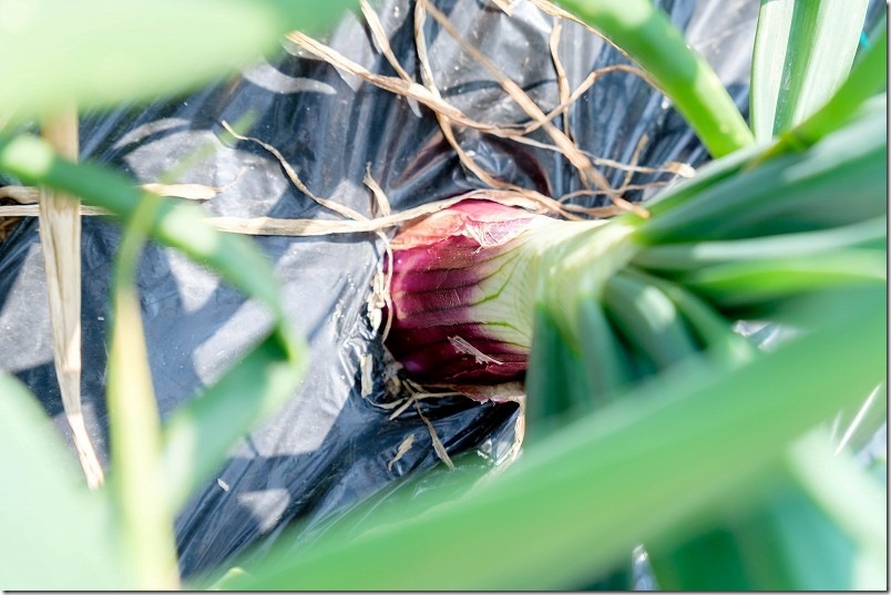 3月 ケルたまルビーの玉ねぎサイズ