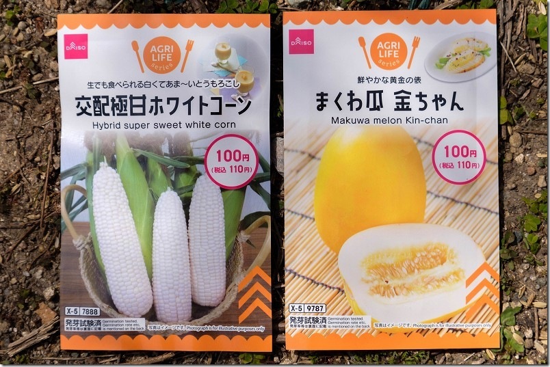【100均種】交配極甘ホワイトコーンとまくわ瓜金ちゃんの種まき・発芽記録