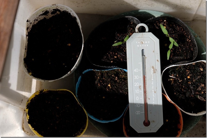 3/17 交配極甘ホワイトコーン・まくわ瓜 金ちゃんの種まき 発芽温度になるように収納BOX内で栽培