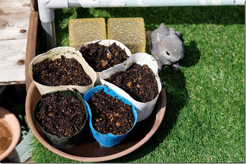 3/17 交配極甘ホワイトコーン・まくわ瓜 金ちゃんの種まき 収納BOXに入らないのは屋外で栽培