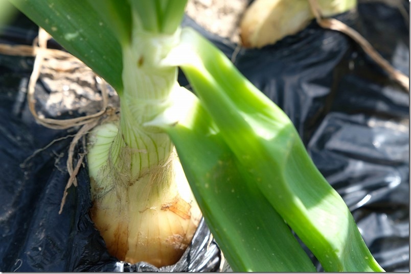 4月 玉しずく（極早生）の収穫