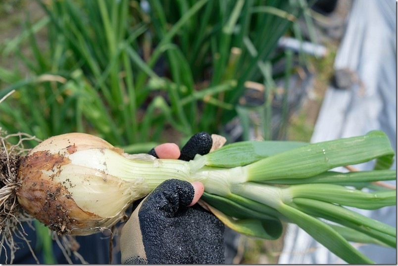 4月 玉しずく（極早生）の収穫サイズ