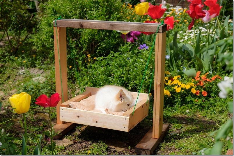 犬用ブランコの出来上がり|チューリップの花の撮影アクセントに! 犬用ブランコの出来上がり|チューリップの花の撮影アクセントに!