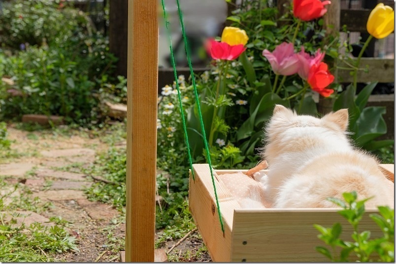 チワワ(超小型犬)でDIYの犬用ブランコ使用レビュー チワワ(超小型犬)でDIYの犬用ブランコ使用レビュー