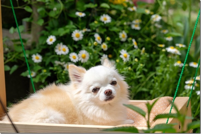 7歳になったチワワの「こむぎ」|ワクチン後に副反応 1歳と5歳で食欲不振、呼吸が早くなる症状発生 7歳になったチワワの「こむぎ」|ワクチン後に副反応 1歳と5歳で食欲不振、呼吸が早くなる症状発生