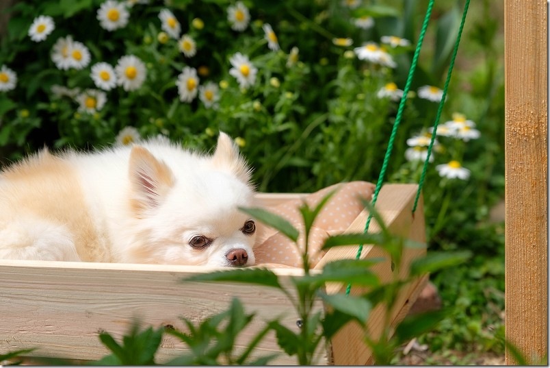 チワワのこむぎも犬用DIYのブランコで満足げ!ゆらゆら揺れるのも悪くなさそう チワワのこむぎもDIYの犬用ブランコで満足げ!ゆらゆら揺れるのも悪くなさそう