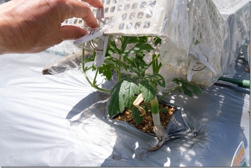 4/21 スイカの簡易防寒に使ってたカゴ＋ビニールを外す。ブラックプリンス（黒皮小玉スイカ）