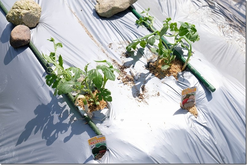 4/21 小玉スイカ栽培｜ピノガールとブラックプリンス（黒皮小玉スイカ）の小玉スイカ生育状況