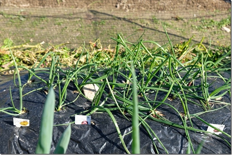 11/29 ケルたまルビーと玉しずくの玉ねぎ植え付け約1ヶ月後