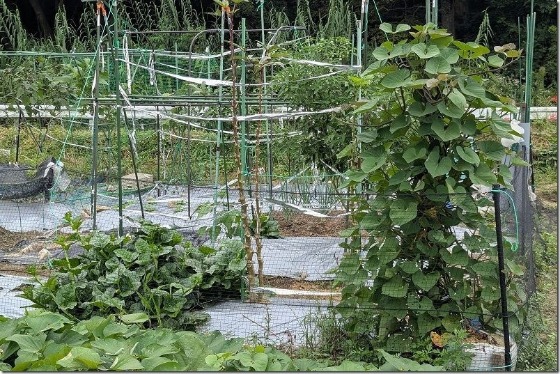 土嚢袋の垂直栽培でシルクスイートのツルが伸びた状態・高さ160cmから170cmくらい（昨年）