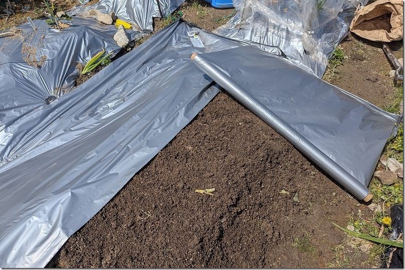 シルバーマルチの2枚貼りでスイカの地這い栽培|夏場の猛暑配慮 シルバーマルチの2枚貼りでスイカの地這い栽培|夏場の猛暑配慮