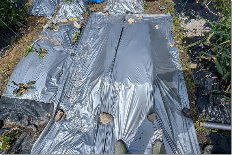 シルバーマルチの2枚貼りでスイカの地這い栽培|夏場の猛暑配慮 シルバーマルチの2枚貼りでスイカの地這い栽培|夏場の猛暑配慮