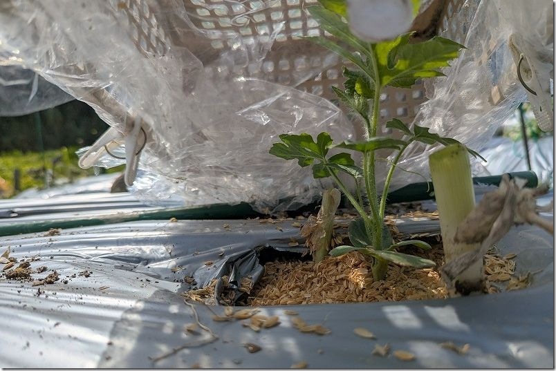 スイカの植え付けで苗のコンパニオンプランツに九条ネギを利用 スイカの植え付けで苗のコンパニオンプランツに九条ネギを利用