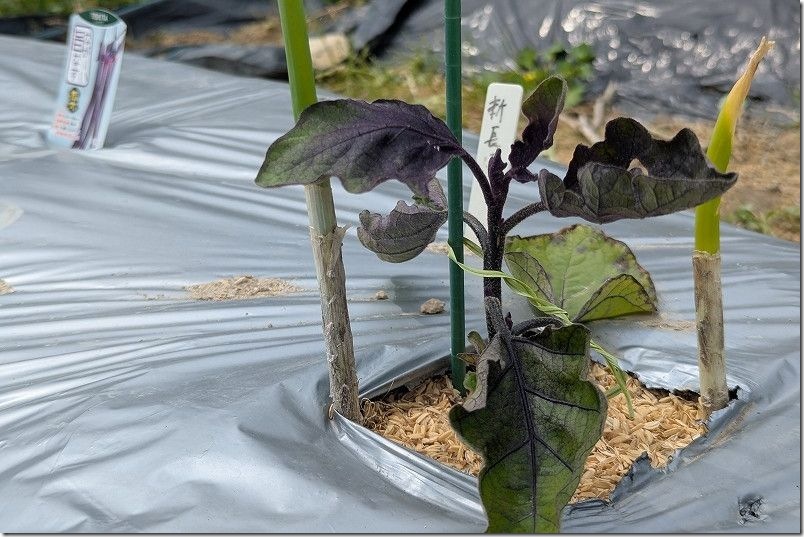 3月下旬に植えた新長崎ナス、寒さで生育状況が良くない・対策要