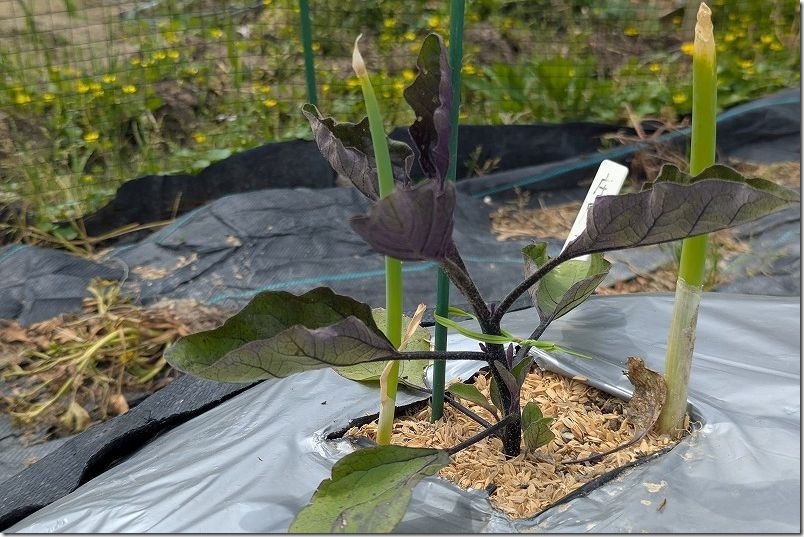 3月下旬に植えた庄屋大長、寒さで生育状況が良くない・対策要