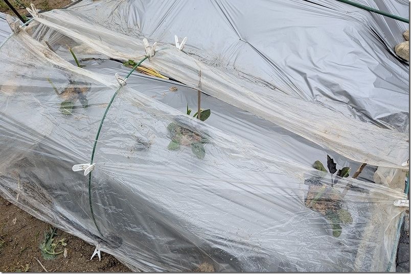 ナス植え付けの簡易防寒対策｜100均透明マルチでトンネル栽培
