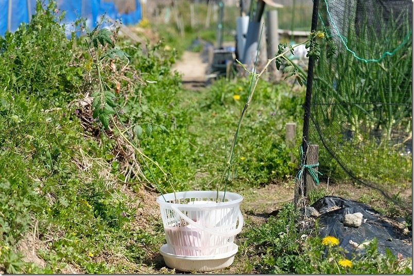 3月20日植え付けのトマト苗（シンディースイート）