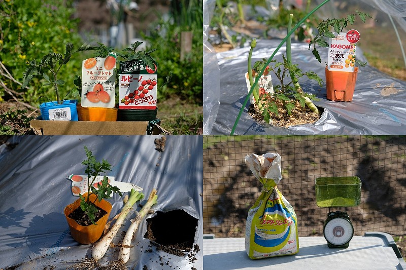 【2026年】トマト苗の植え付け記録｜耐病性・線虫に強い5品種選定・比較！寝かせ植えとネギ混植で収穫量を最大化