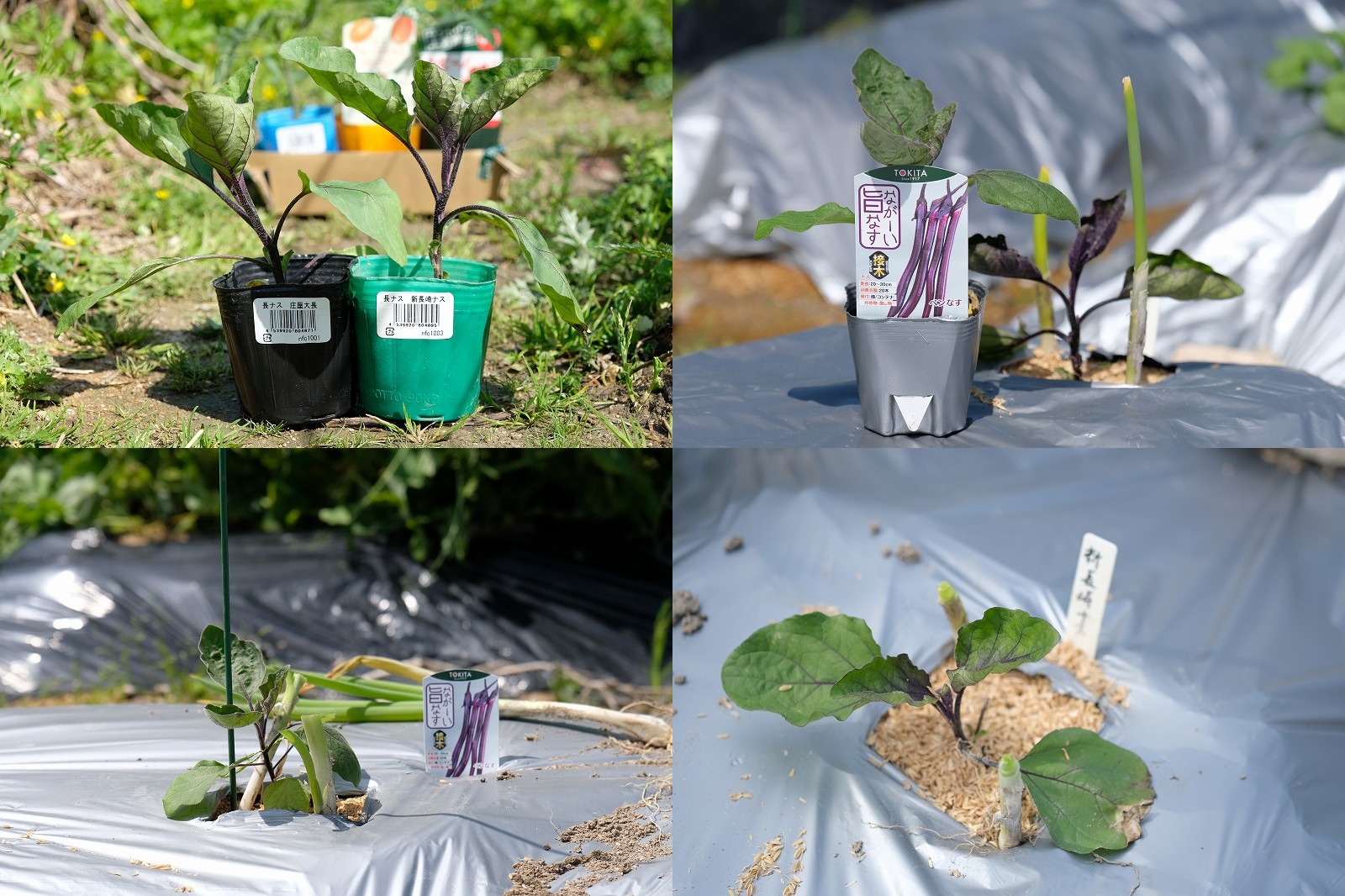 【2026年】ナスの植え付け時期と栽培記録｜新長崎ナス・庄屋大長ナス・ペンなす比較＆3月〜4月の防寒対策