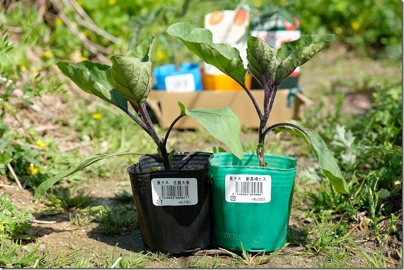 新長崎ナス・庄屋大長ナスの苗 78円（ナフコ）